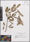 Foto von Salix daphnoides Vill.